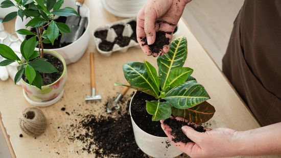 Fehér lepedék a cserepes virágok földjén – nem penész, ne aggódj!