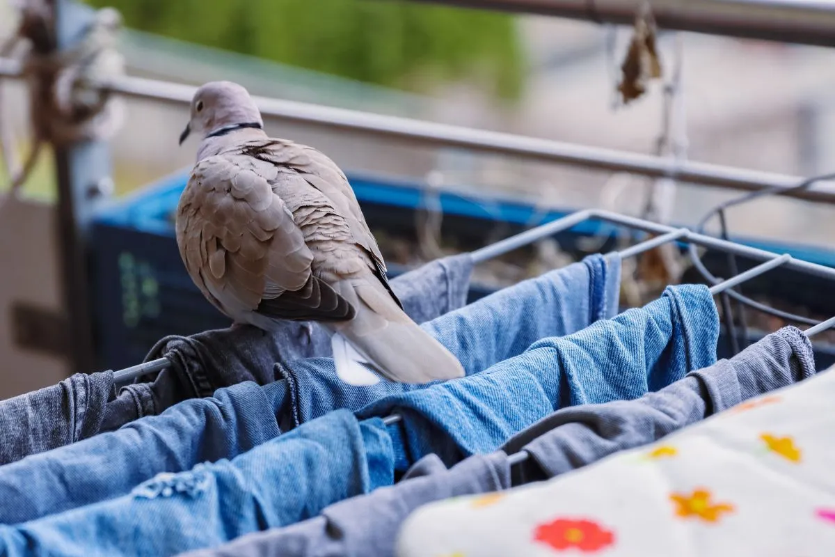 Ettől a látványtól minden erkélytulajdonos ideges lesz / Fotó: Shutterstock