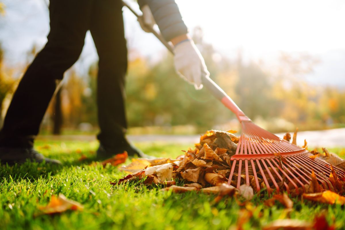 A fűre hullott leveleket is jobb összeszedni / Fotó: Shutterstock