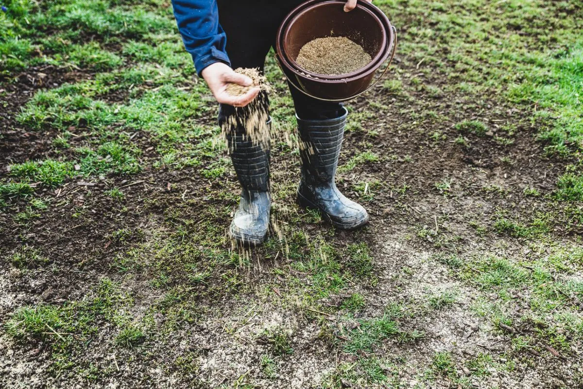 A hűvös, de még nem fagyos időjárás ideális a fűmag csírázásához és gyökérzetének megerősödéséhez / Fotó: Shutterstock