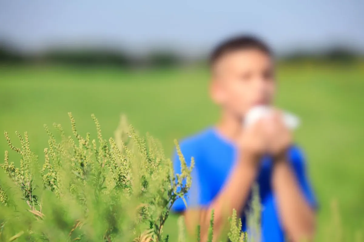 A parlagfű pollenje sokak életét keseríti meg a nyár utolsó hónapjában / Fotó: Shutterstock