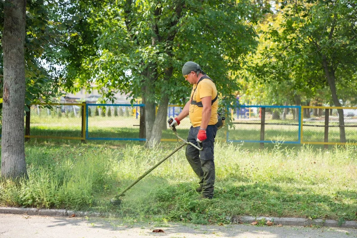 A parlagfű irtása kötelező / Fotó: Shutterstock