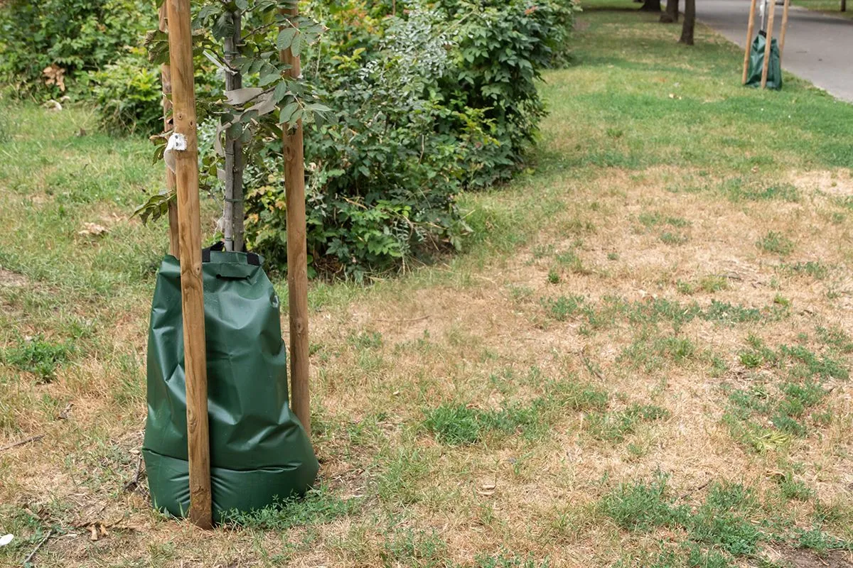 Ha így öntözöd a gyümölcsfákat, rengeteg termést fognak hozni, továbbá erősebbek és ellenállóbbak lesznek /Fotó: Shutterstock