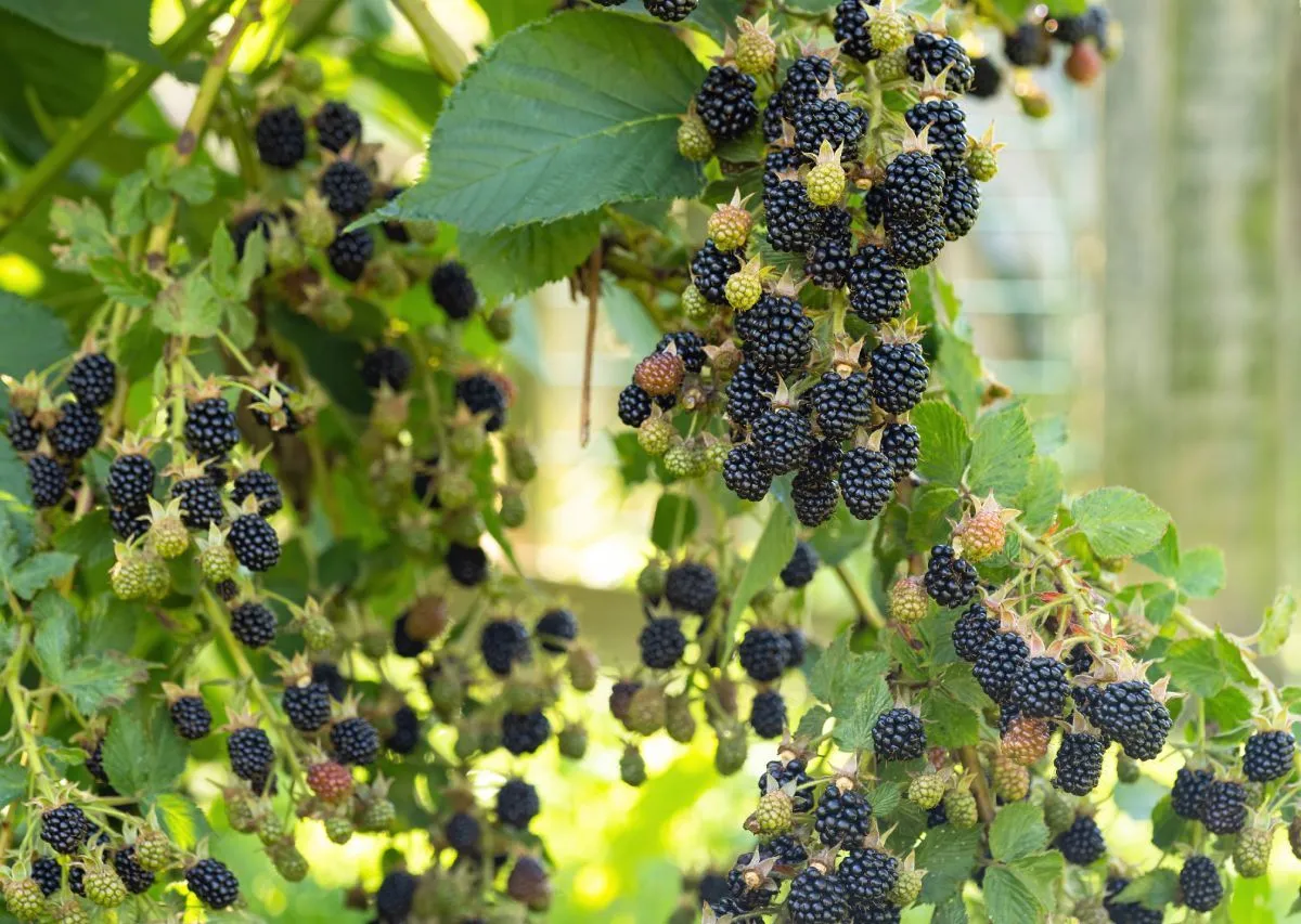 A vadszeder könnyen felismerhető / Fotó: Shutterstock