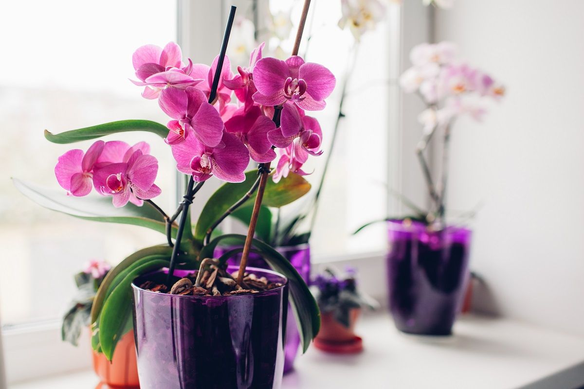 Olyan helyre tegyük az orchideát, ahol szűrt fény éri / Fotó: Shutterstock