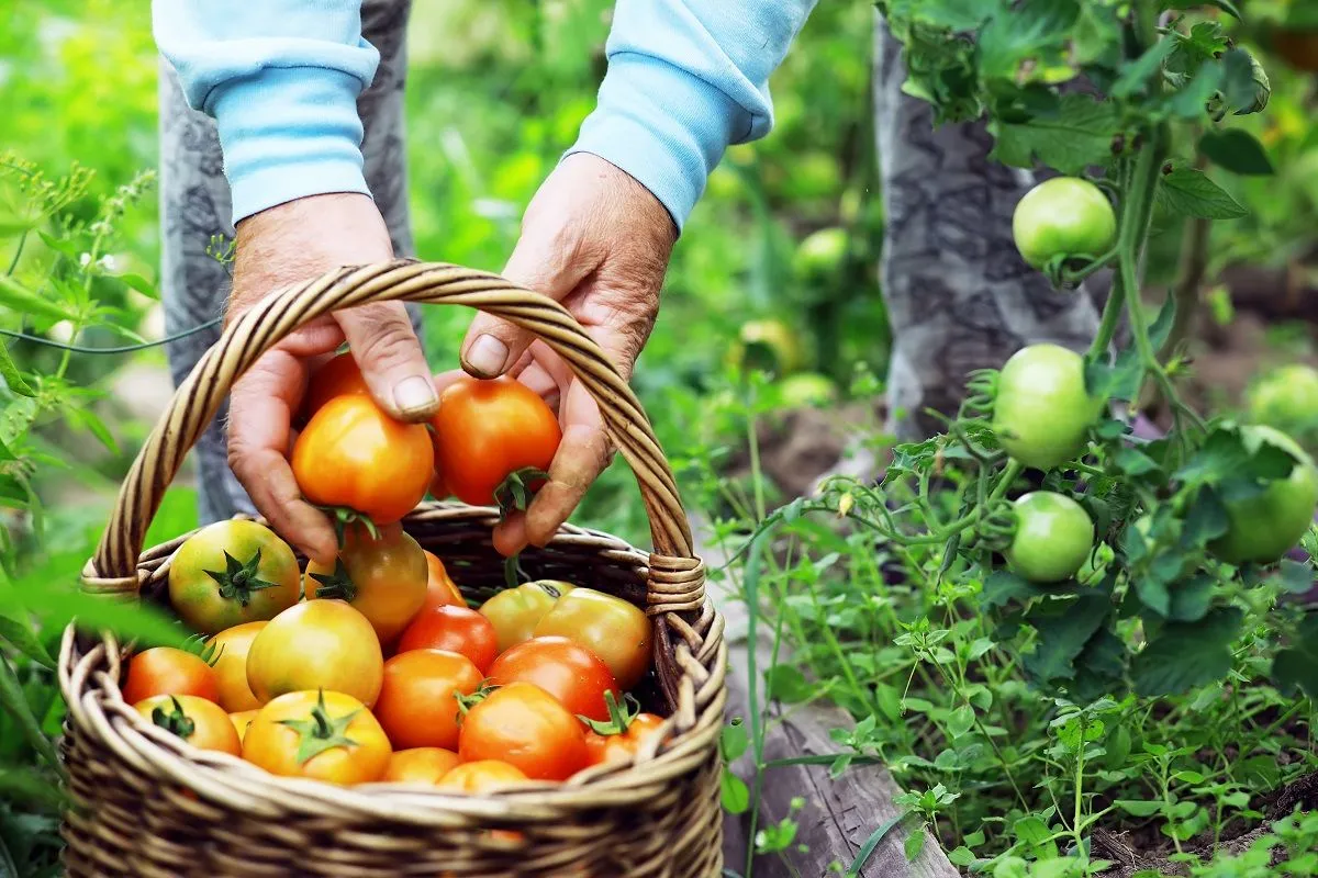 Happy,Organic,Farmer,Harvesting,Tomatoes,In,Greenhouse.,Farmers,Hands,With