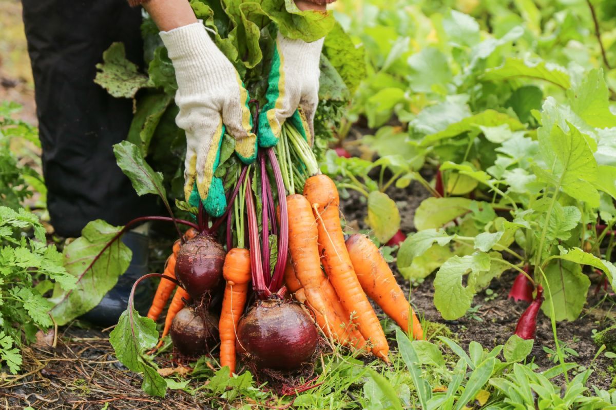 Farmer,Hands,In,Gloves,Holding,Bunch,Of,Beetroot,And,Carrot