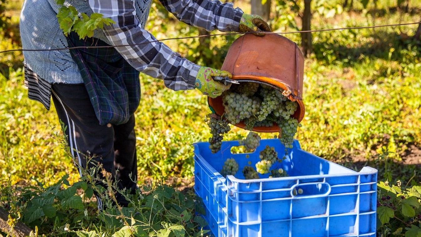 Workers,Are,Working,On,Grape,Harvest.,Harvesting,Welschriesling,(olasz,Riesling)