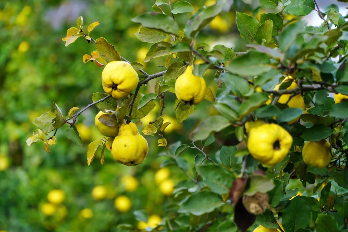 Tree,Quince,In,The,Garden