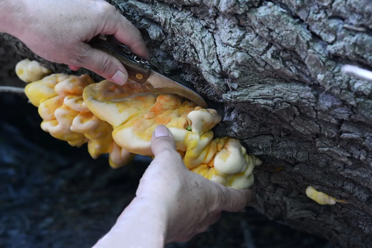 Hands,Pick,Sulphur,Shelf,Fungus,,Laetiporus,Sulphureus,,Or,Chicken,Of