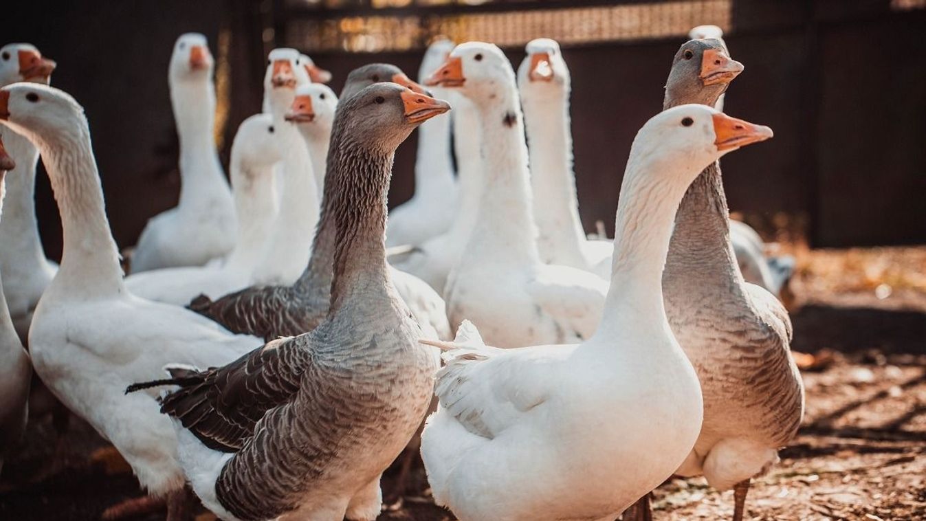 Geese,In,A,Country,Yard.,Free,Range,Poultry,Farming