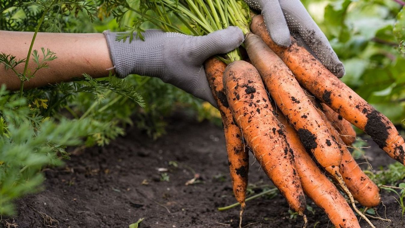 Carrot,In,The,Hand.,Big,Bunch,Of,Carrots,In,A