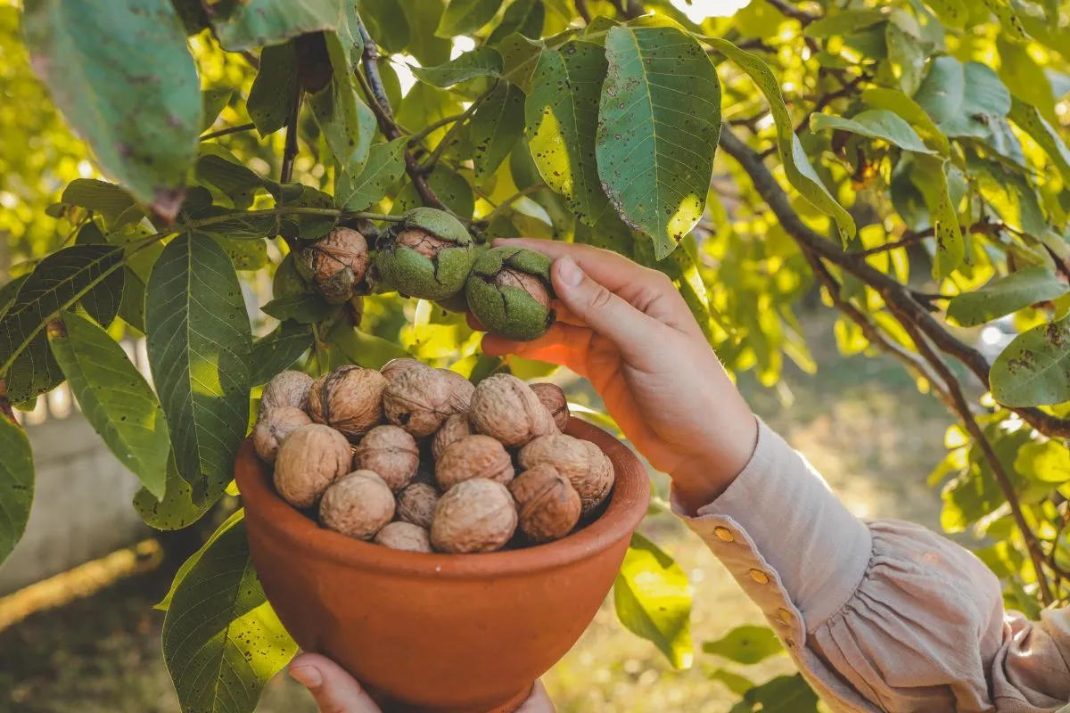 Walnut,Tree,With,Big,Nuts,In,Green,Shell,Close,Up,