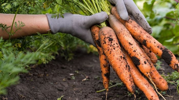 Bűnbanda hamisította a biozöldségeket és -gyümölcsöket, elárasztották Európát