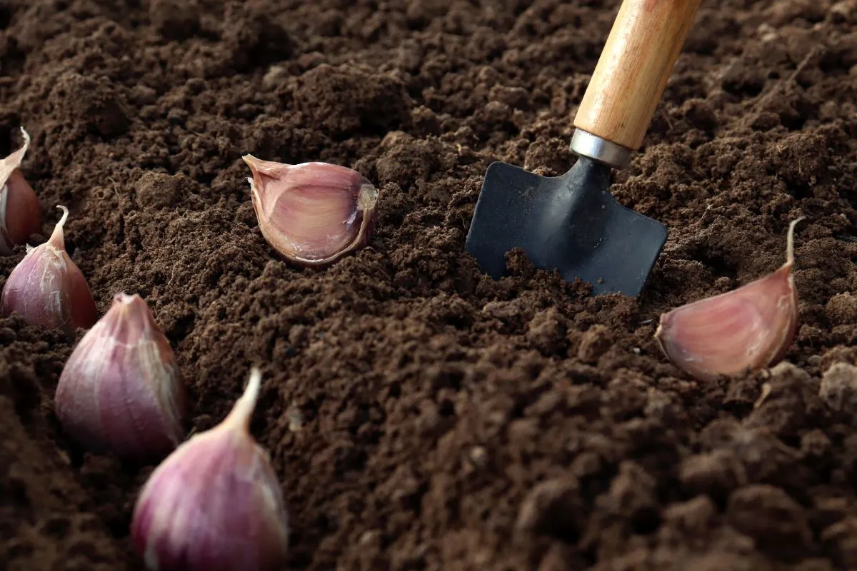 Planting,Garlic,In,The,Vegetable,Garden.,Spring,Gardening.,Garlic,Planted