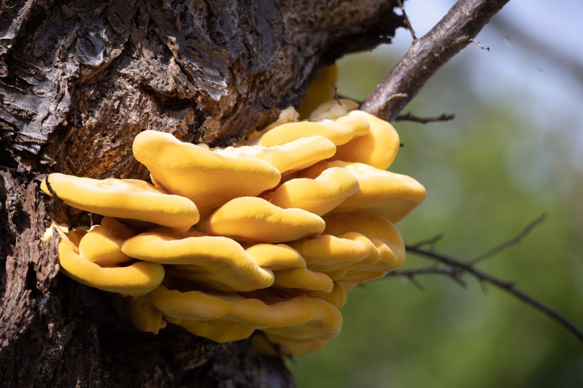 Laetiporus,Sulphureus,Bracket,Fungus,Growing,On,A,Tree,In,Springtime