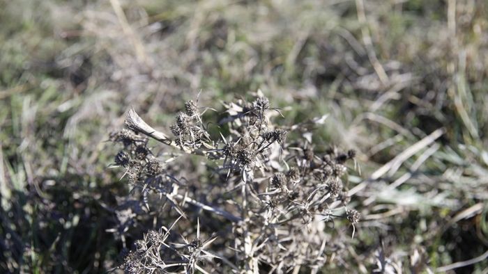 Nyáron finom gyógynövény, ősszel ebből lesz a vadnyugat jelképe, de semmi köze Amerikához