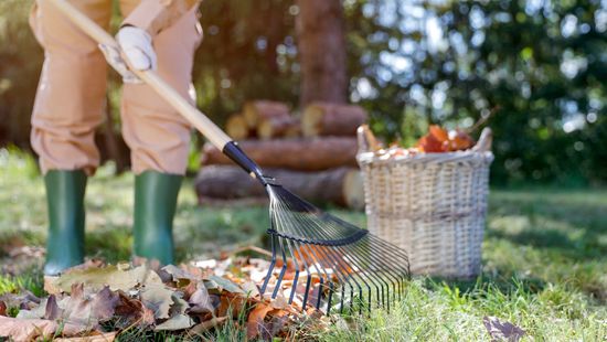 Novemberben is bőven akad munka a kertben: ezek a növények bírják jól a telet