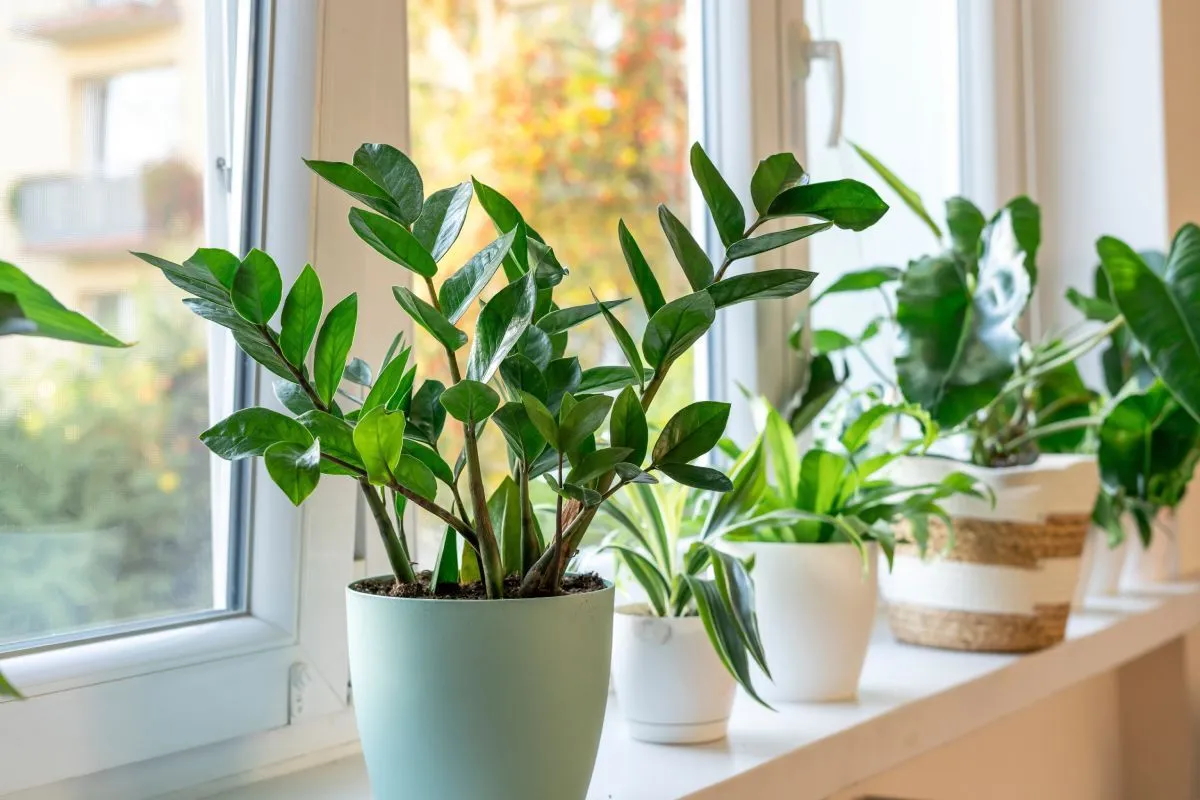 Zamioculcas,With,Green,Leaves.,Home,Plants,,Indoor,Garden,,Urban,Jungles.