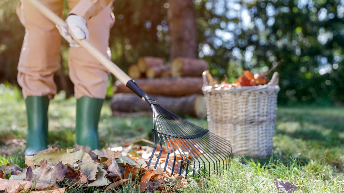 Novemberben is bőven akad munka a kertben: ezek a növények bírják jól a telet