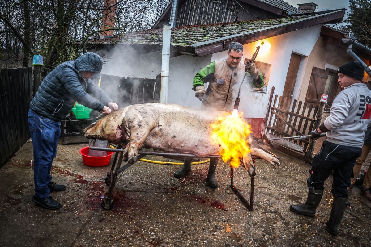 Ilyen egy vérbeli vidéki disznóvágás