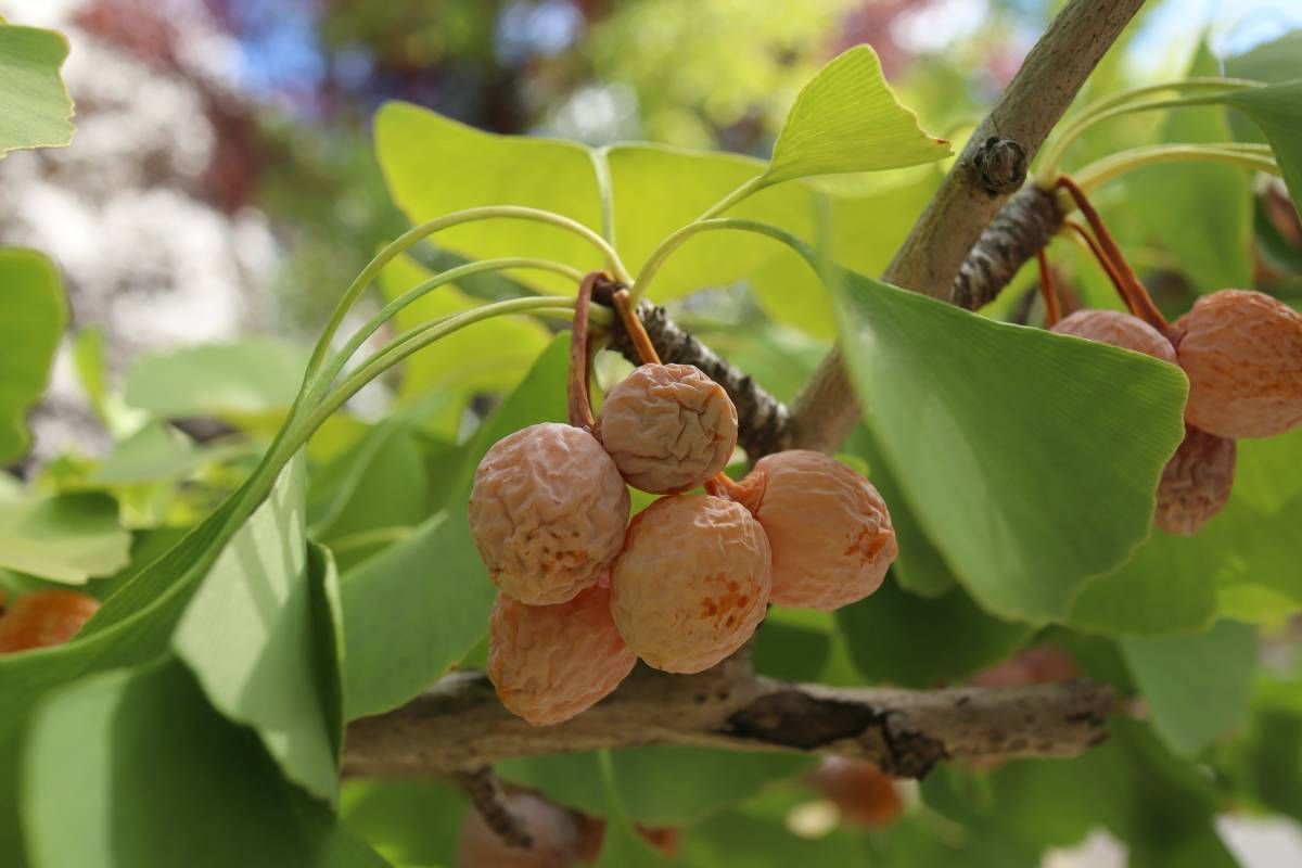 Gingko biloba