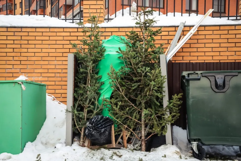 Discarded,Christmas,Trees,Near,Trash,Cans,In,A,Residential,Area.