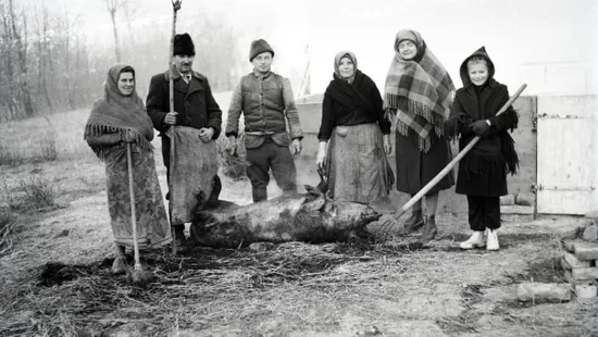 Disznóvágás vidéken: így tartották régen a disznótort nagyszüleink, dédszüleink – galéria!