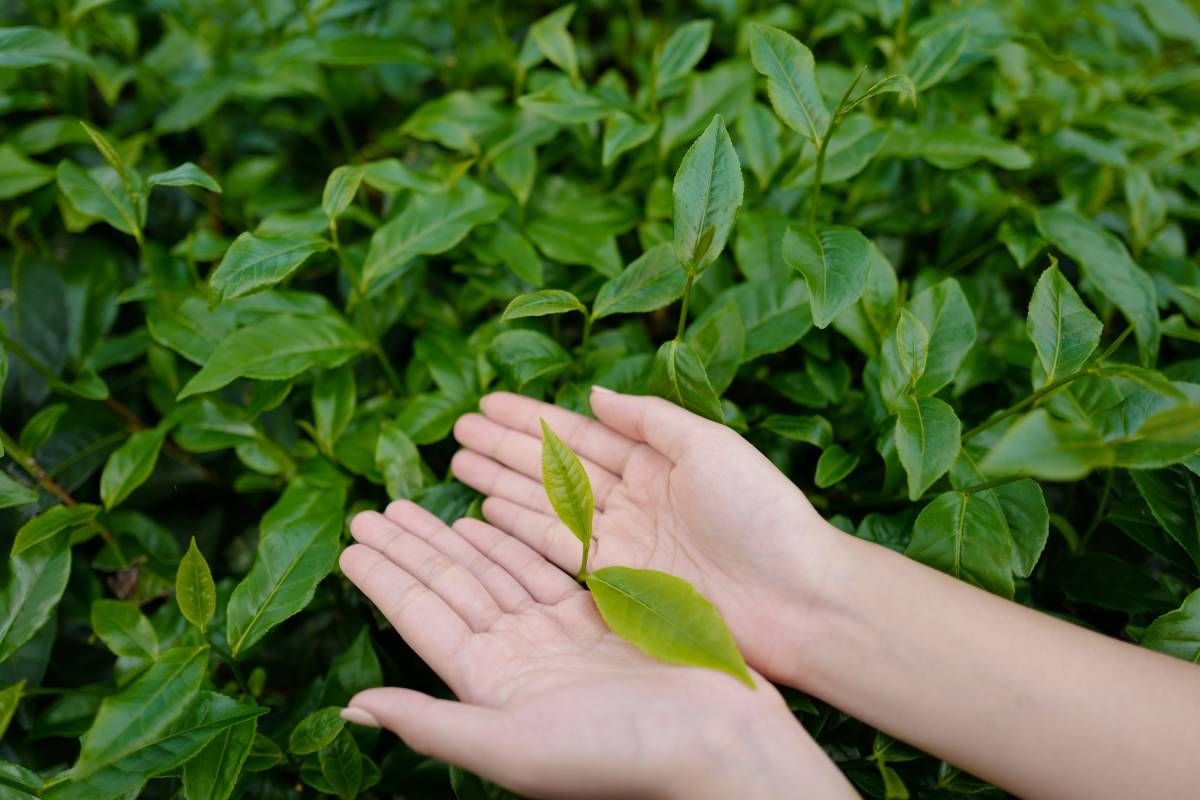 “whispers,Of,Green:,The,Matcha,Tree”