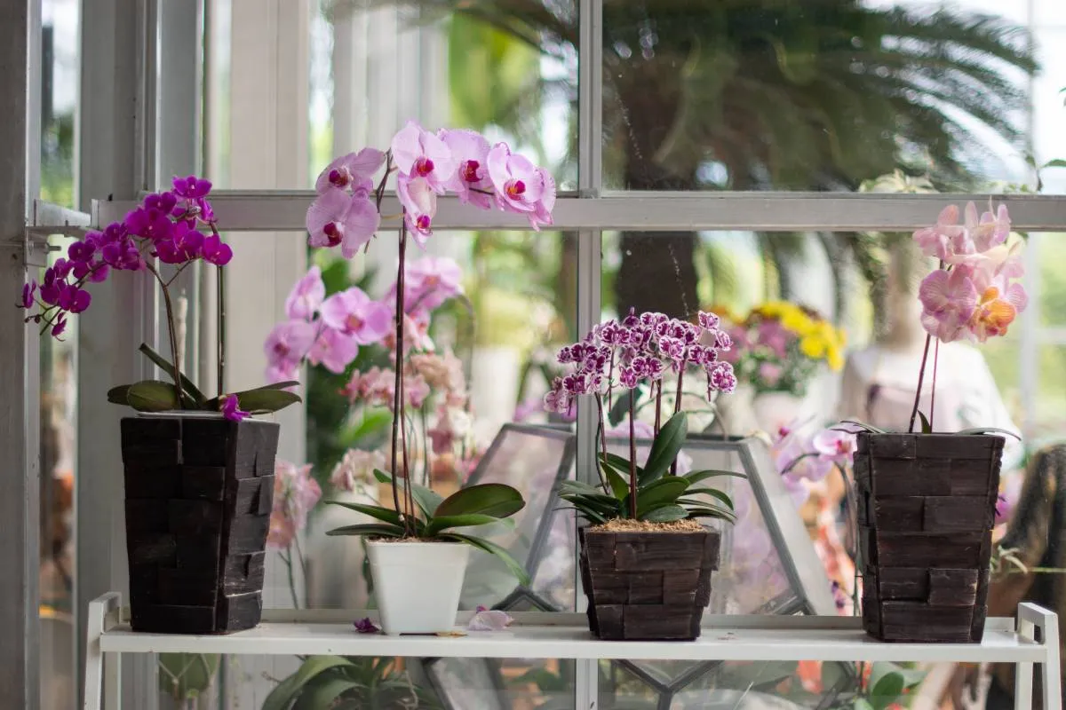 Orchidea