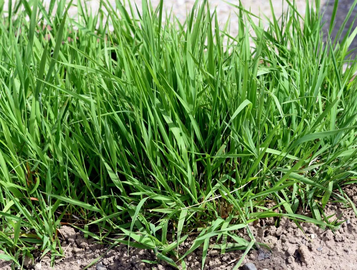 Couch,,Agropyron,Repens,,Is,An,Important,Medicinal,And,Medicinal,Plant.