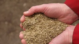 Eláruljuk, mikor kell vetni a fűmagot, hogy kora nyárra gyönyörű legyen a kerted