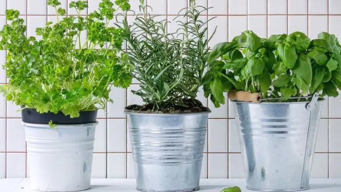 Finomak és illatosak: 5 tipp saját fűszerkerthez