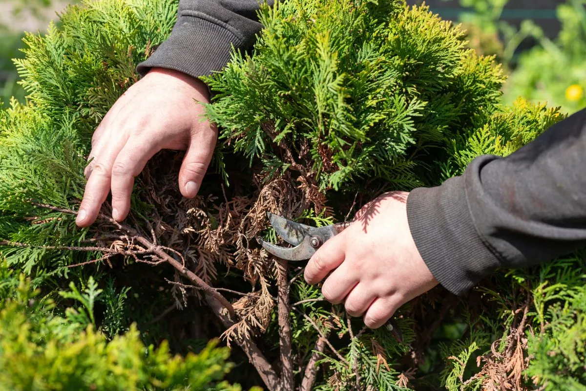 A tuja metszése sokszor segíthet megfékezni a betegségeket.