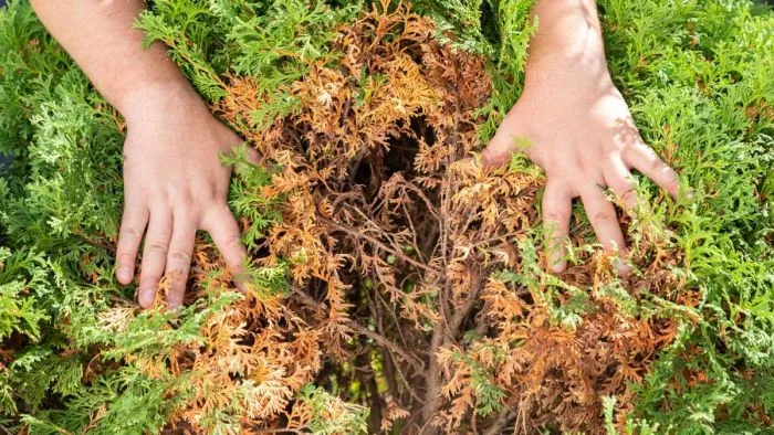 Sárgul, szárad a tuja? Ez a 7 gyakori ok állhat a háttérben!