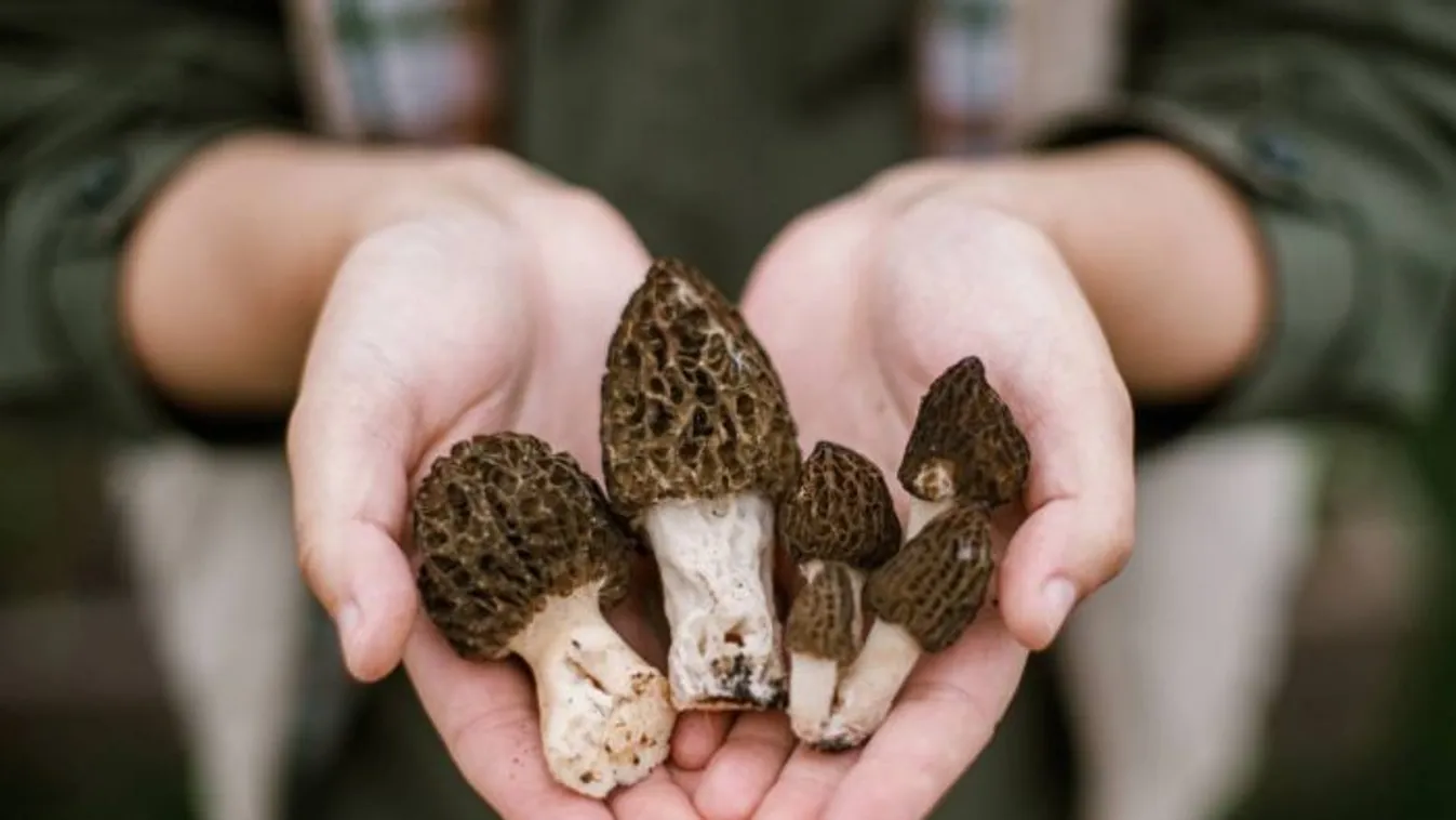 Mindent a kucsmagombáról: hol található, hogyan szedjük, tároljuk és készítsük el?