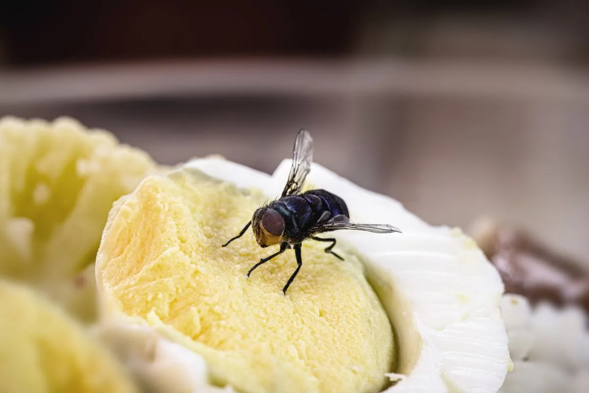 A legyek ellen is jól működik a természetes rovarriasztó