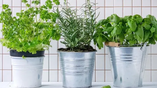 Finomak és illatosak: 5 tipp saját fűszerkerthez