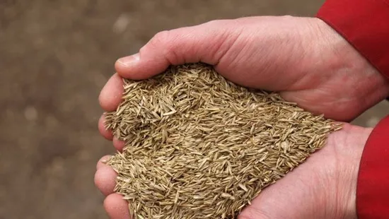 Eláruljuk, mikor kell vetni a fűmagot, hogy kora nyárra gyönyörű legyen a kerted