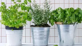 Finomak és illatosak: 5 tipp saját fűszerkerthez