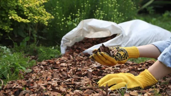 Így szabadulhatsz meg a taracktól – ezzel a növénnyel még a gyomirtó sem bír el!