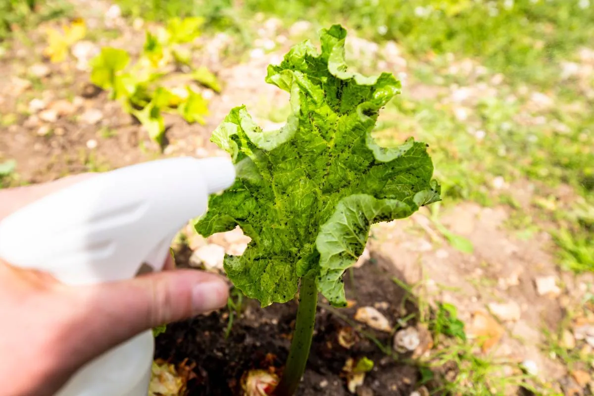 Woman,Hand,Using,Spray,On,Rhubarb,Plant,With,Infected,By