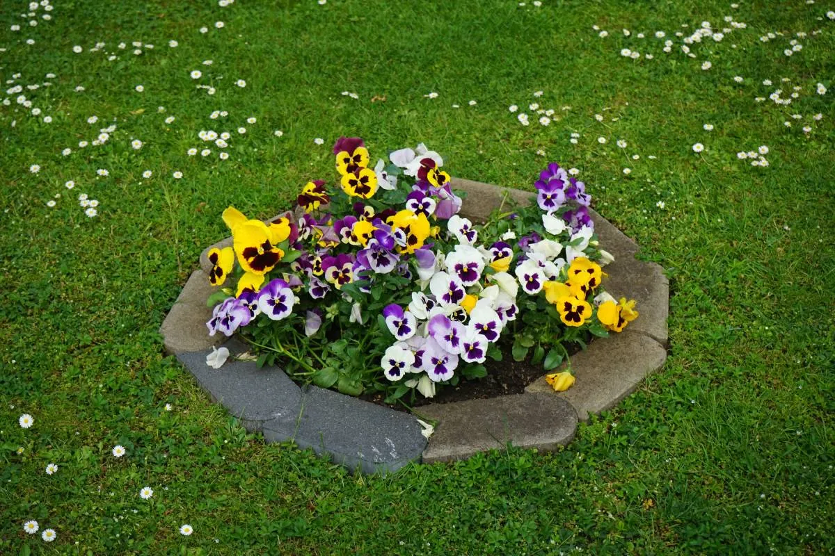 Viola,X,Wittrockiana,Multicolor,Flowers,Bloom,In,The,Garden,In