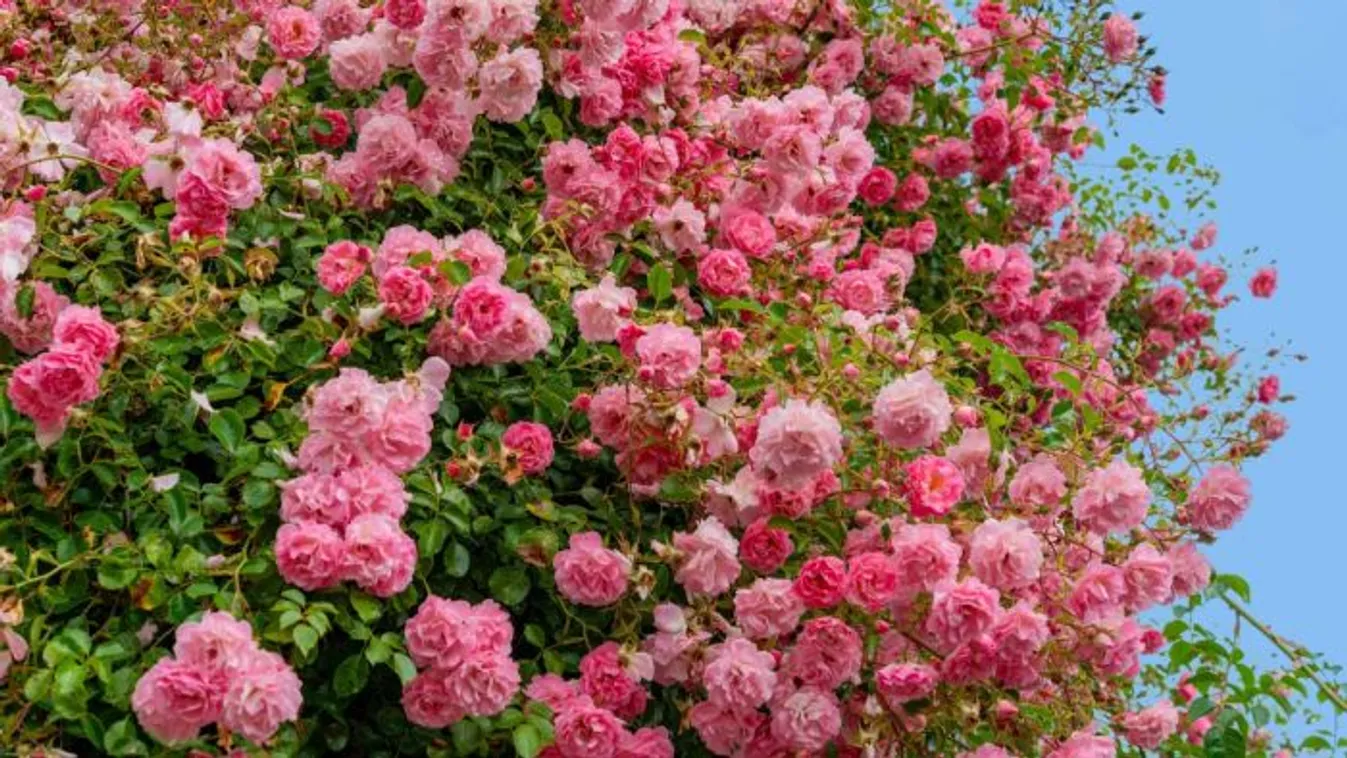 Házi rózsatáp 4 hozzávalóból: ettől gyönyörűek lesznek a növényeid!