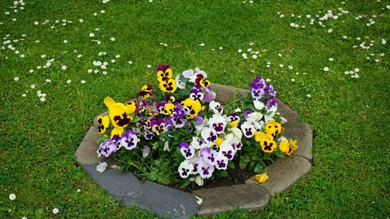 Elárulta a nagyi, mikor ültessük el az árvácskát