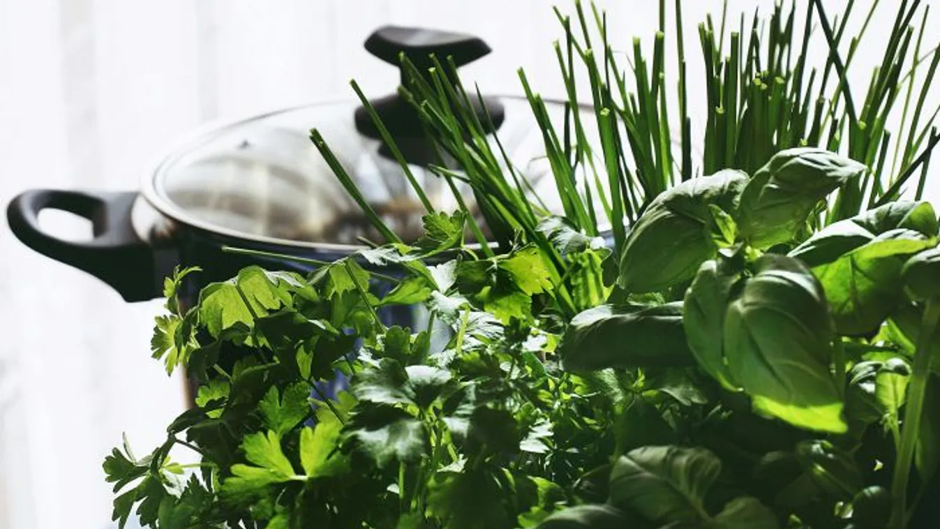 Fűszernövények termesztése otthon: 10 növény, ami jól érzi magát napos helyen