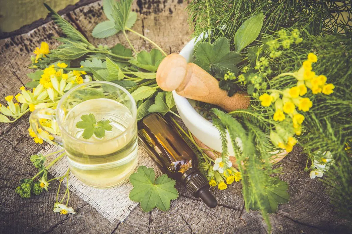A kankalin értékes gyógynövény