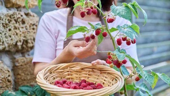 Így ültess málnát tavasszal és bőséges termésre számíthatsz