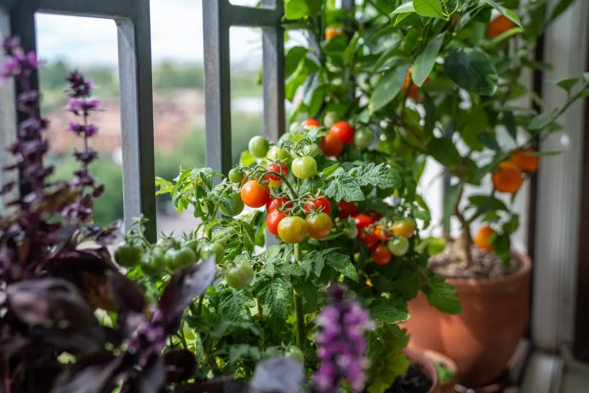 Homegrown,Small,Bush,Of,Balcony,Cherry,Red,Tomato,,Basil,,Tangerine