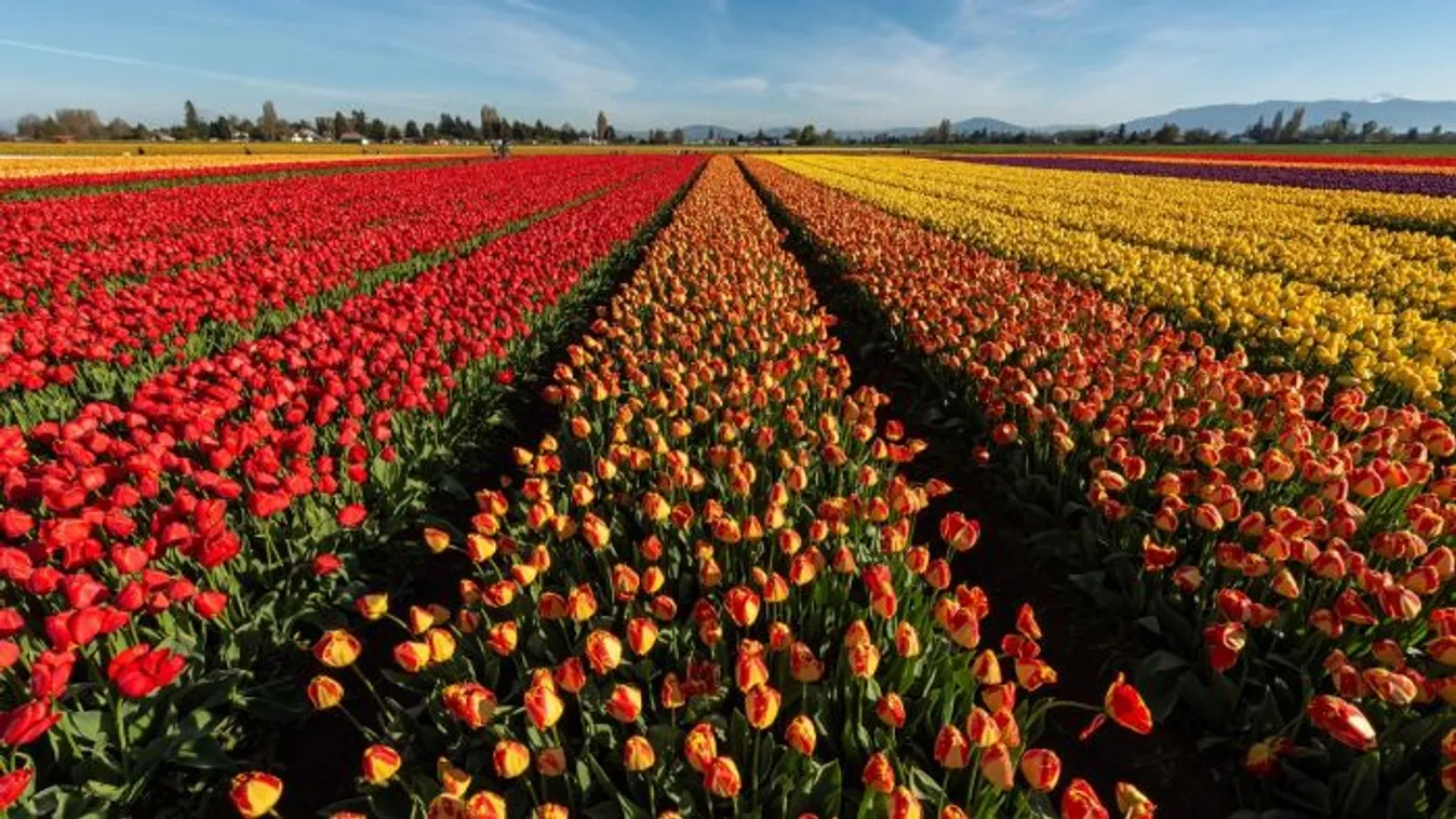 Szedd magad tulipán: ezek a legjobb kertészetek